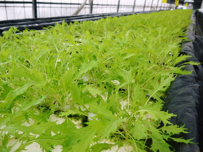 水耕栽培 無農薬で育てた朝採り新鮮野菜大好評発売中!美味しい生野菜食べてますか?_a0254656_1965965.jpg