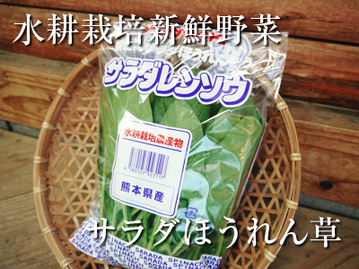 水耕栽培 無農薬で育てた朝採り新鮮野菜大好評発売中!美味しい生野菜食べてますか?_a0254656_20101196.jpg