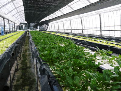 水耕栽培 無農薬で育てた朝採り新鮮野菜大好評発売中!美味しい生野菜食べてますか?_a0254656_2023755.jpg