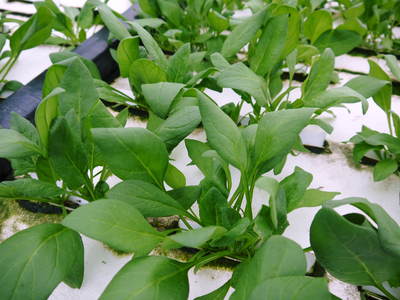 水耕栽培 無農薬で育てた朝採り新鮮野菜大好評発売中!美味しい生野菜食べてますか?_a0254656_2074549.jpg