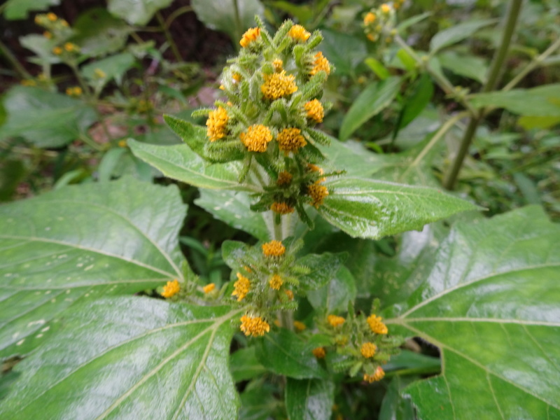 うみべの森を育てる会「10月度植物観察」　in　孝子の森_c0108460_21292349.jpg