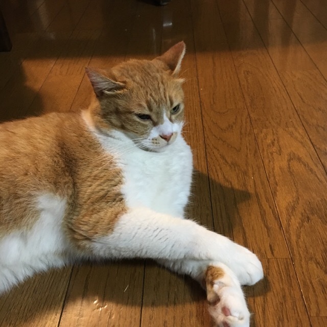 f0363168_19160650.jpeg