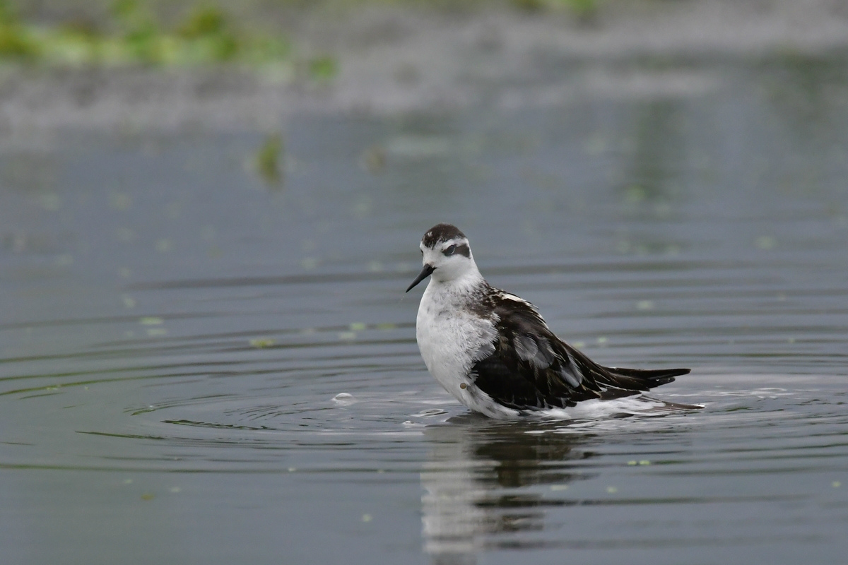 アカエリヒレアシシギ 水浴び_f0053272_21125042.jpg