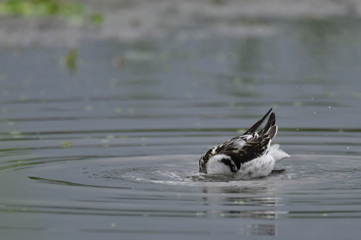アカエリヒレアシシギ 水浴び_f0053272_2154260.jpg