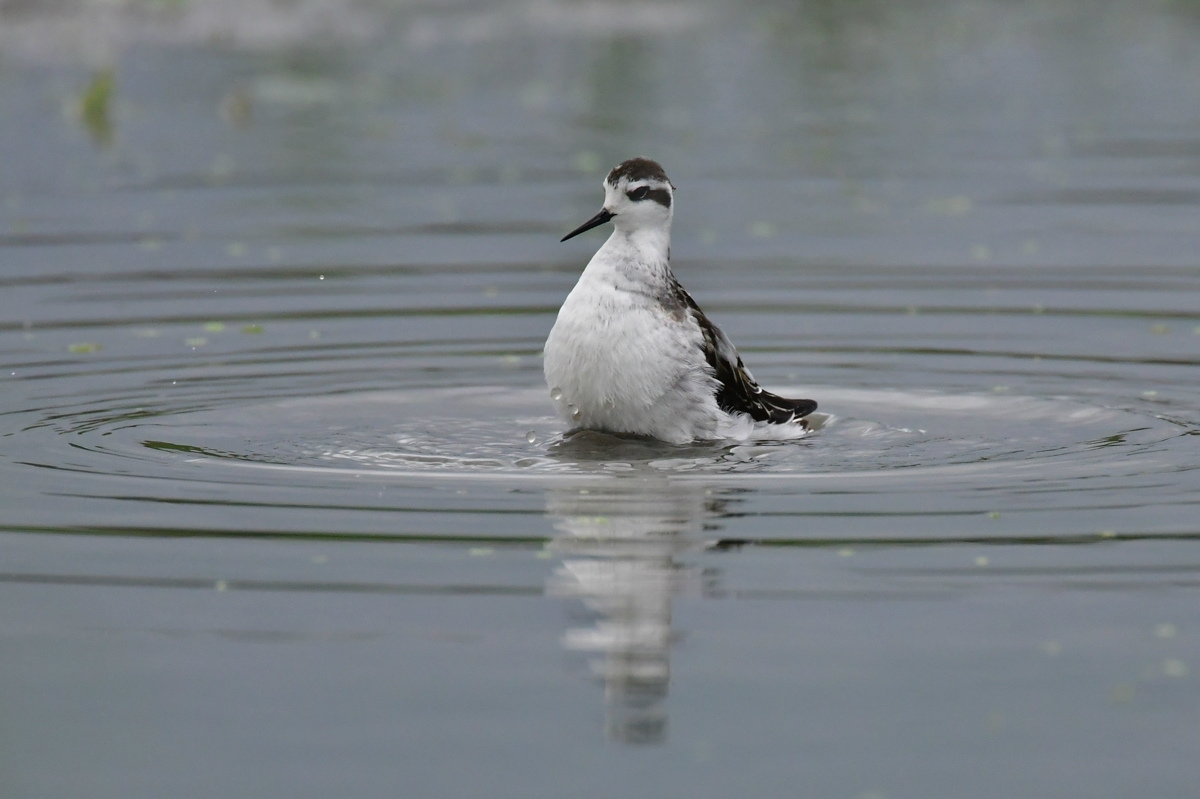 アカエリヒレアシシギ 水浴び_f0053272_215944.jpg