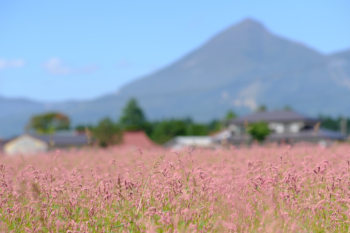 赤い絨毯　猪苗代町　２０１６・１０・０１_e0143883_5375375.jpg