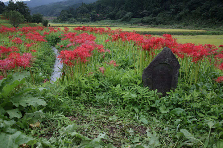 那須町　蓑沢の彼岸花　その３_e0165983_2246510.jpg