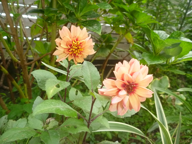 c0096287_1704761.jpg