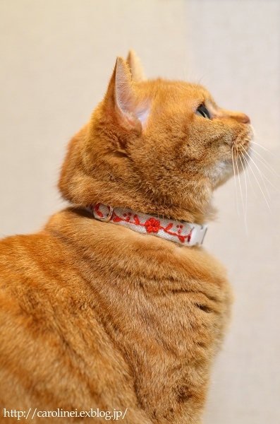 刺繍の猫首輪、いかがでしょう　　　　Handmade Cat Collar Embroidered_d0025294_17171797.jpg