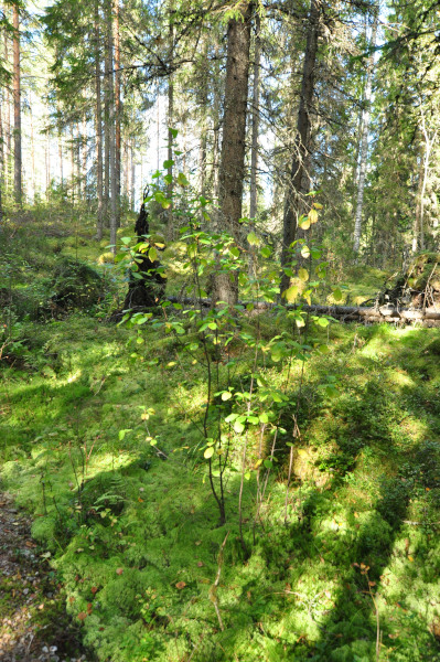 f0188408_10122216.jpg