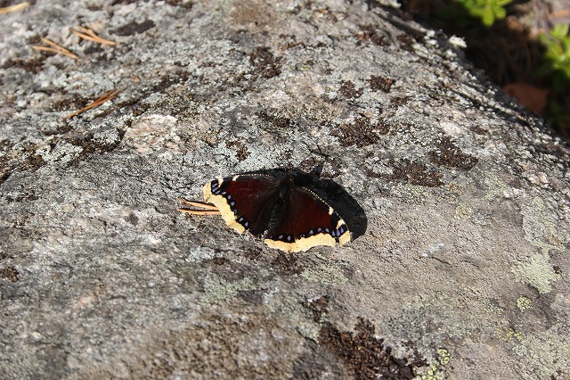 f0188408_10382494.jpg