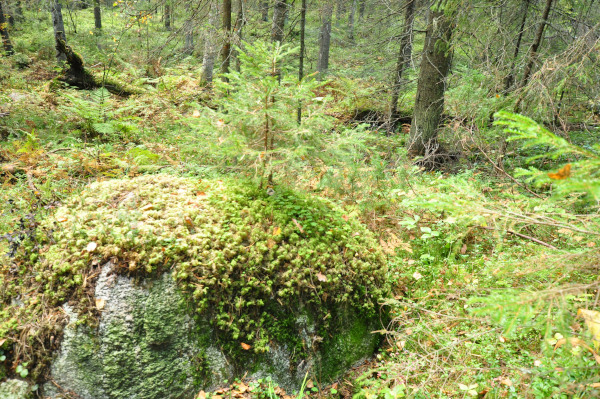 f0188408_1061972.jpg