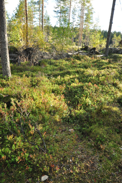 f0188408_11104825.jpg