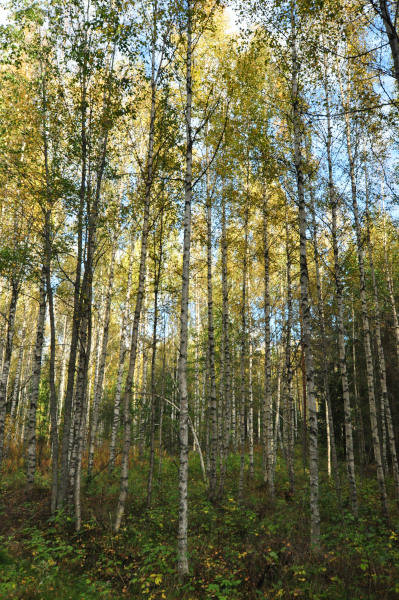 f0188408_11141045.jpg