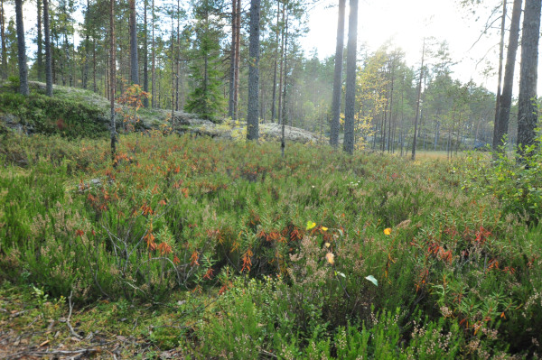 f0188408_1182083.jpg