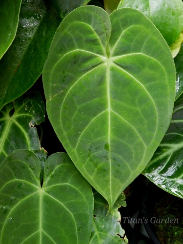 Anthurium magnificum_b0099813_251323.jpg