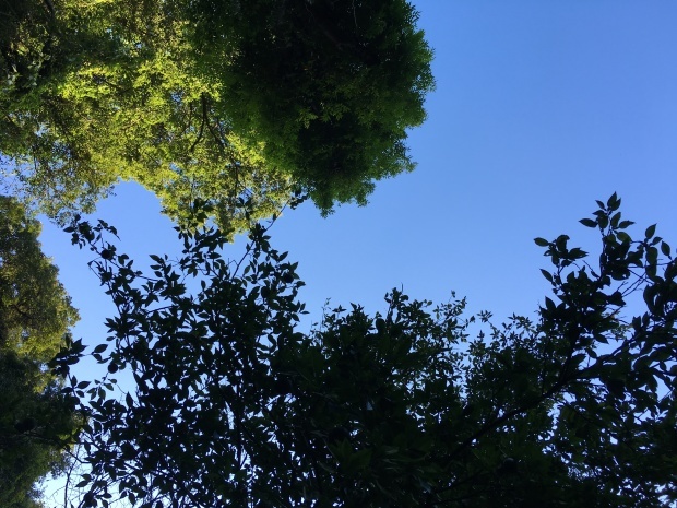 e0172219_21532467.jpeg