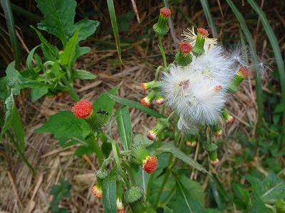 f0193521_5171155.jpg