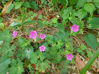 f0193521_5174516.jpg