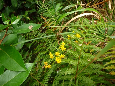 f0193521_520070.jpg