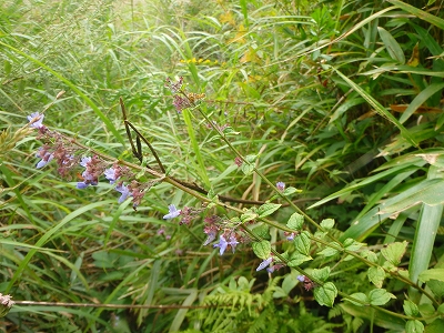 f0193521_5201342.jpg