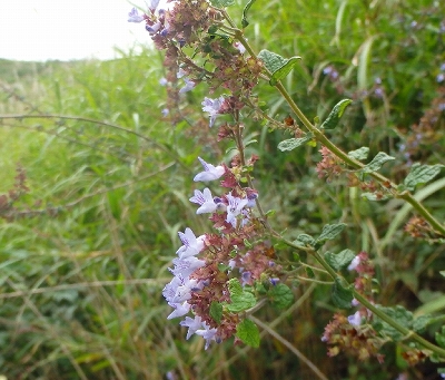 f0193521_7432196.jpg