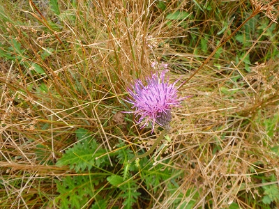 f0193521_744289.jpg