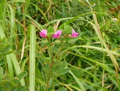 f0193521_7445619.jpg