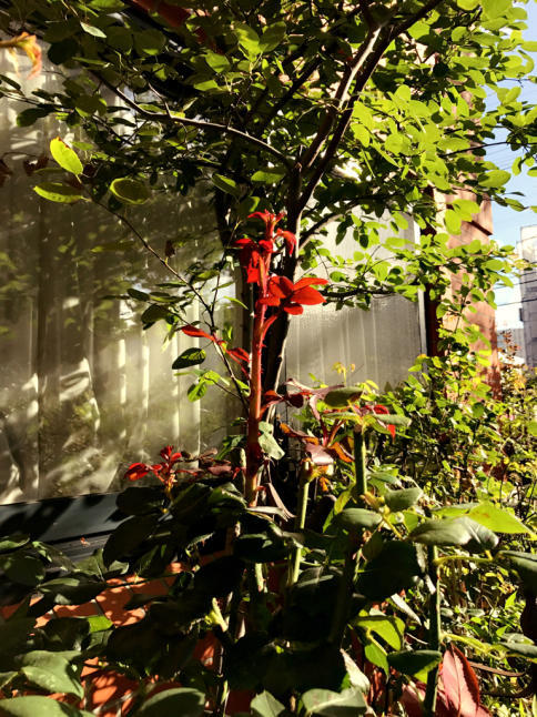 f0170524_08191812.jpg