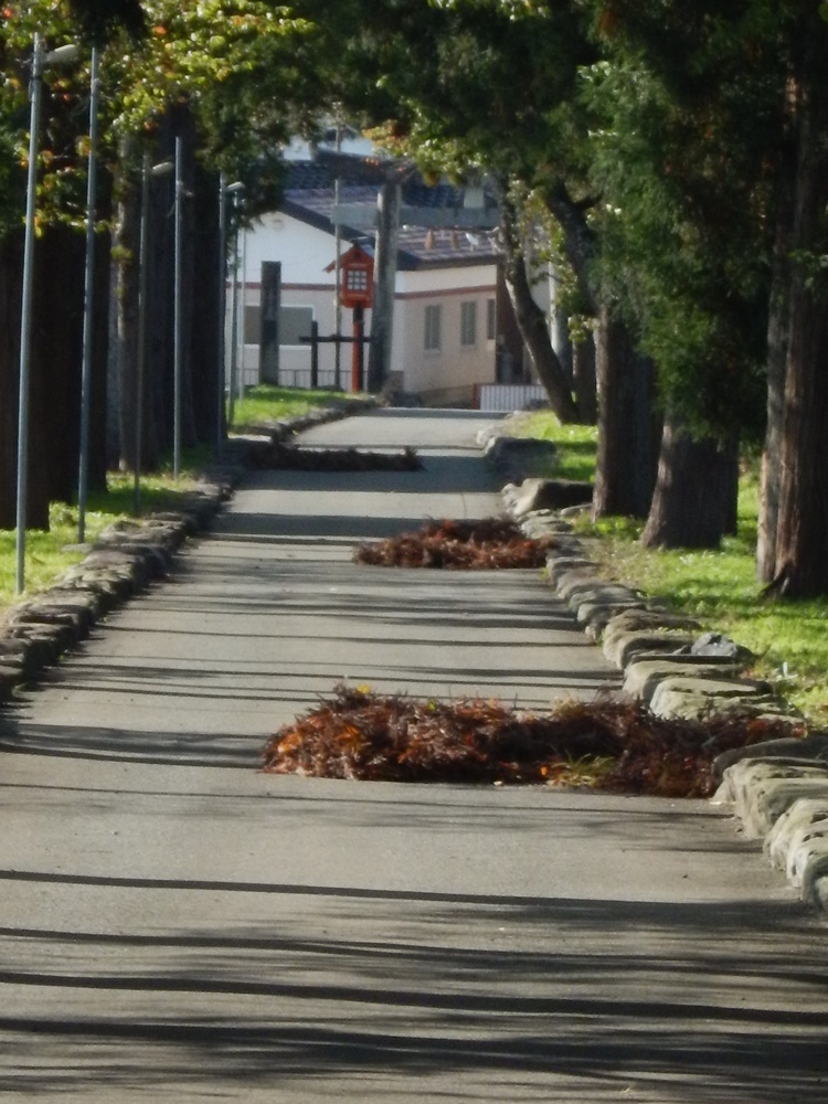 強風大掃除_c0111229_18364744.jpg