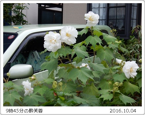 咲いた酔芙蓉と咲かないマンデビラ_e0033229_18275345.jpg