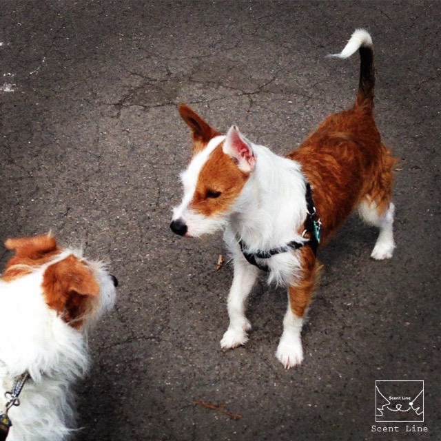 2度目のイギリス旅レポート その2 (ロンドンで犬と散歩)_c0099133_13521930.jpg