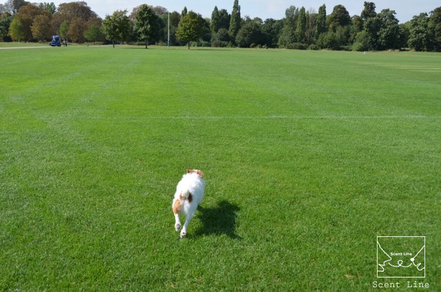 2度目のイギリス旅レポート その2 (ロンドンで犬と散歩)_c0099133_14133512.jpg