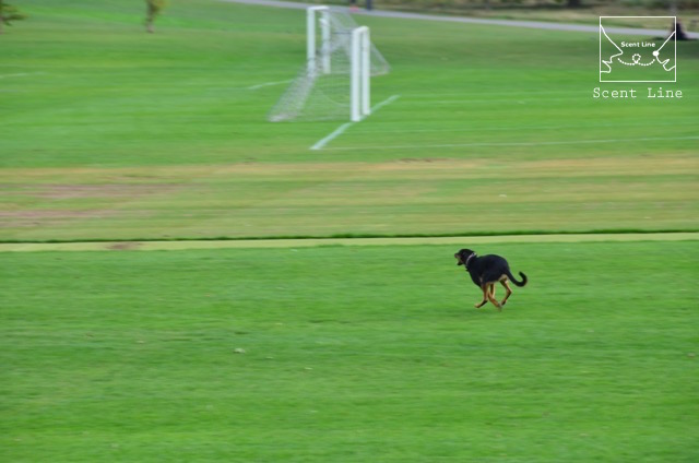 2度目のイギリス旅レポート その2 (ロンドンで犬と散歩)_c0099133_142650.jpg