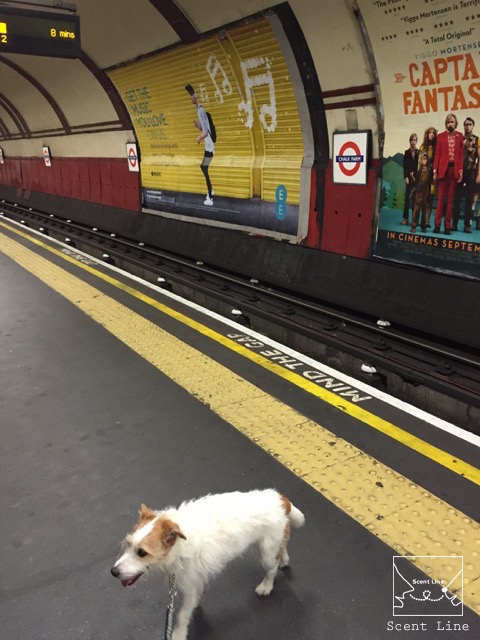 2度目のイギリス旅レポート その2 (ロンドンで犬と散歩)_c0099133_374247.jpg