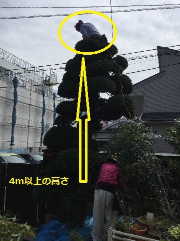 便器交換と植木剪定_f0031037_16555395.jpg