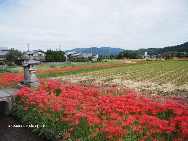 京都亀岡の曼珠沙華♪_f0295238_21130381.jpg
