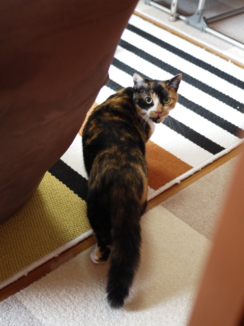 猫のお留守番 ごまちゃん編。_a0143140_21565116.jpg
