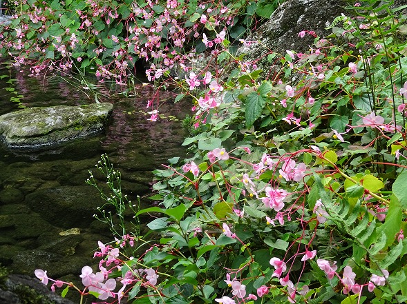 梅小路公園の秋海棠_b0299042_9335589.jpg