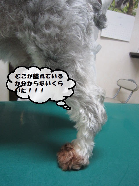 スズメバチに刺されてしまった犬 今林動物ケアクリニック お知らせ 気まま日誌 スズメバチに刺されてしまった犬 今林動物ケアクリニック お知らせ 気まま日誌