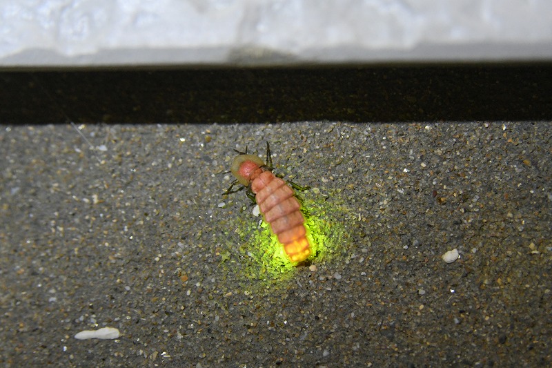 アキマドボタル 対馬の自然と生き物