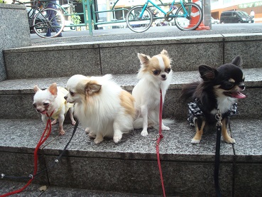 チワワオフ会_d0006467_15114373.jpg