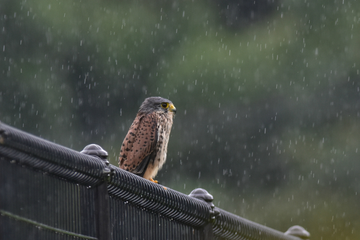 チョウゲンボウ 土砂降りの雨の中でエンジェルポーズ 鳥さんと遊ぼう