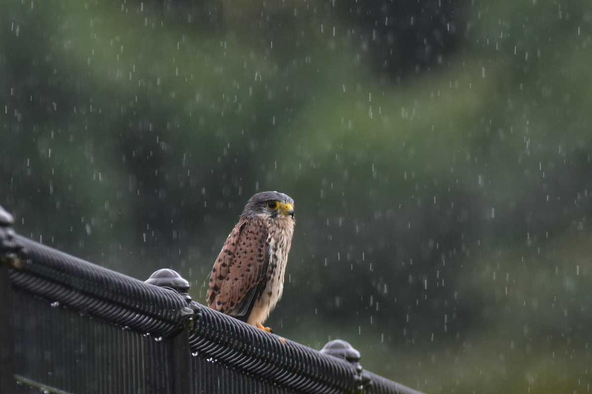 チョウゲンボウ 土砂降りの雨の中でエンジェルポーズ_f0053272_22152589.jpg