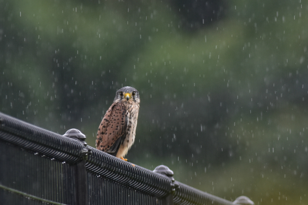 チョウゲンボウ 土砂降りの雨の中でエンジェルポーズ_f0053272_22155865.jpg