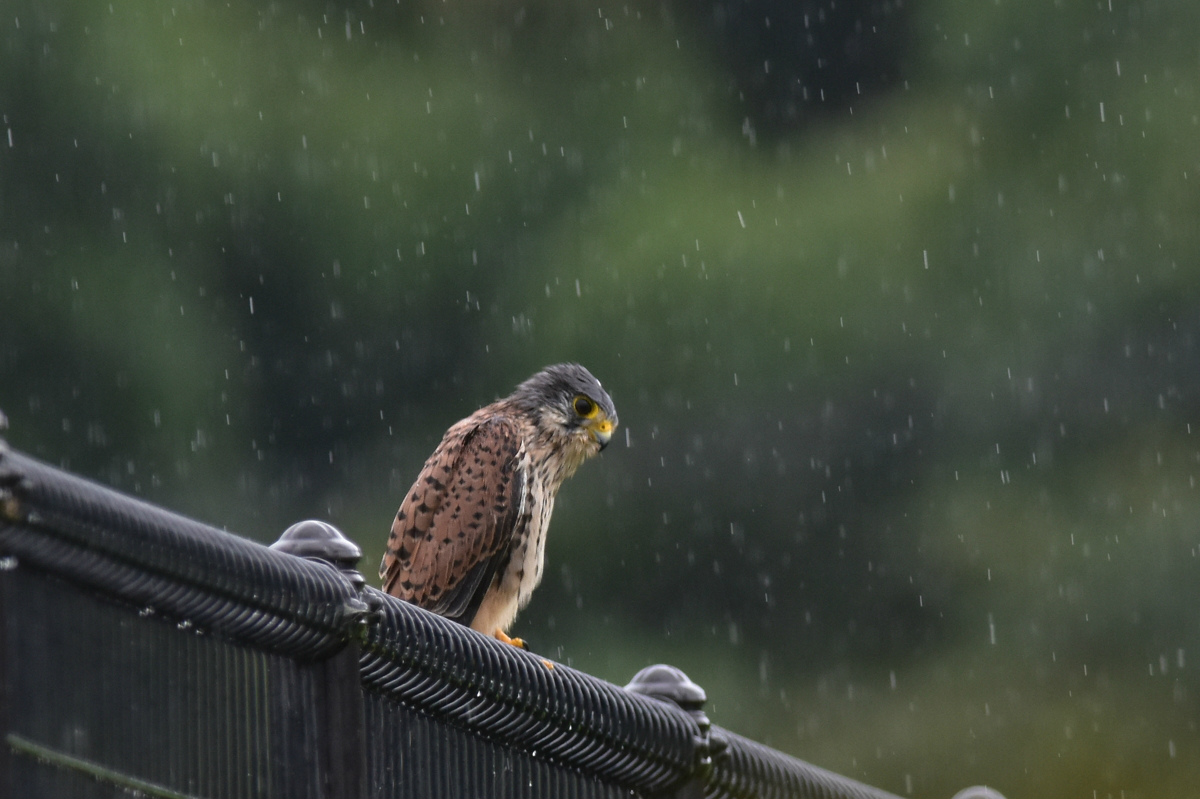 チョウゲンボウ 土砂降りの雨の中でエンジェルポーズ_f0053272_22181693.jpg