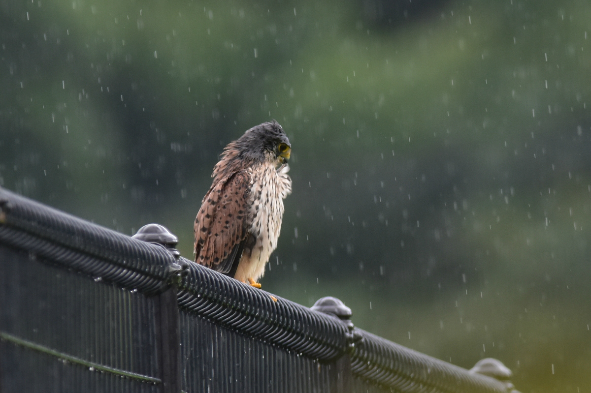 チョウゲンボウ 土砂降りの雨の中でエンジェルポーズ_f0053272_221858100.jpg