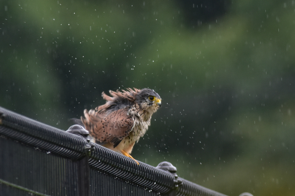 チョウゲンボウ 土砂降りの雨の中でエンジェルポーズ_f0053272_22201323.jpg