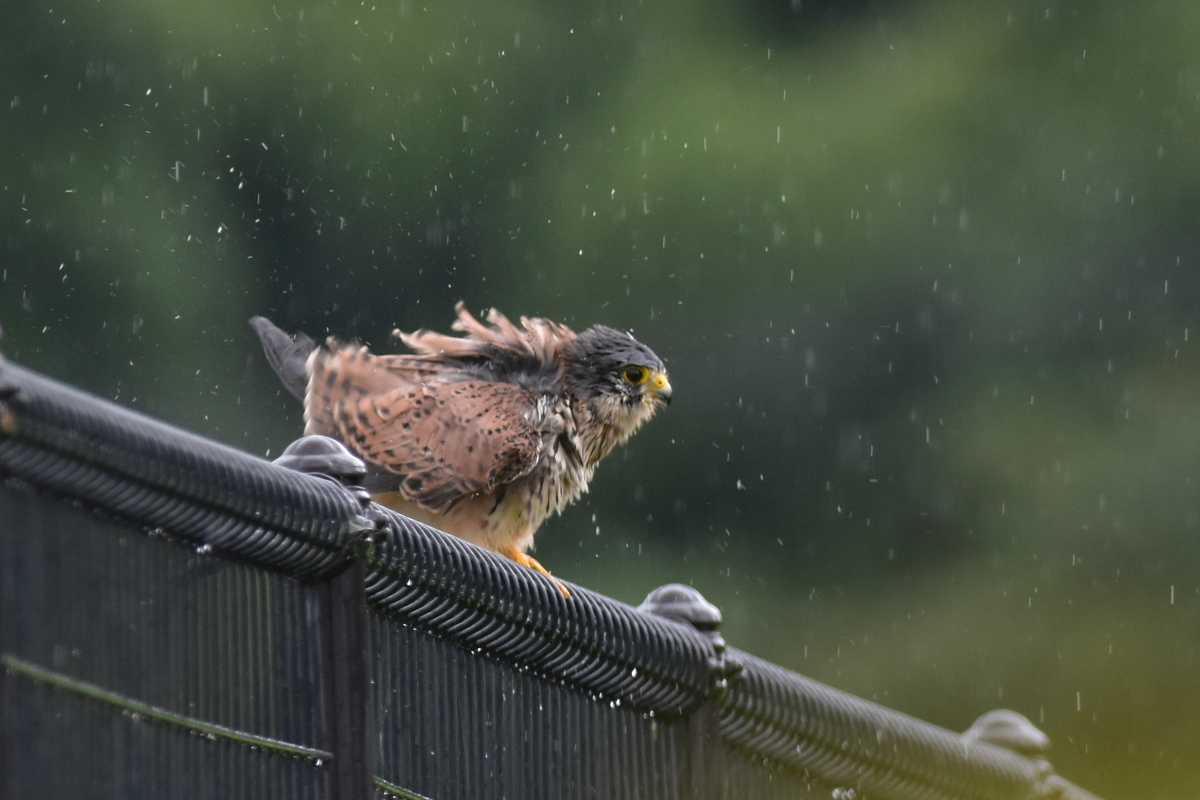 チョウゲンボウ 土砂降りの雨の中でエンジェルポーズ_f0053272_22203553.jpg