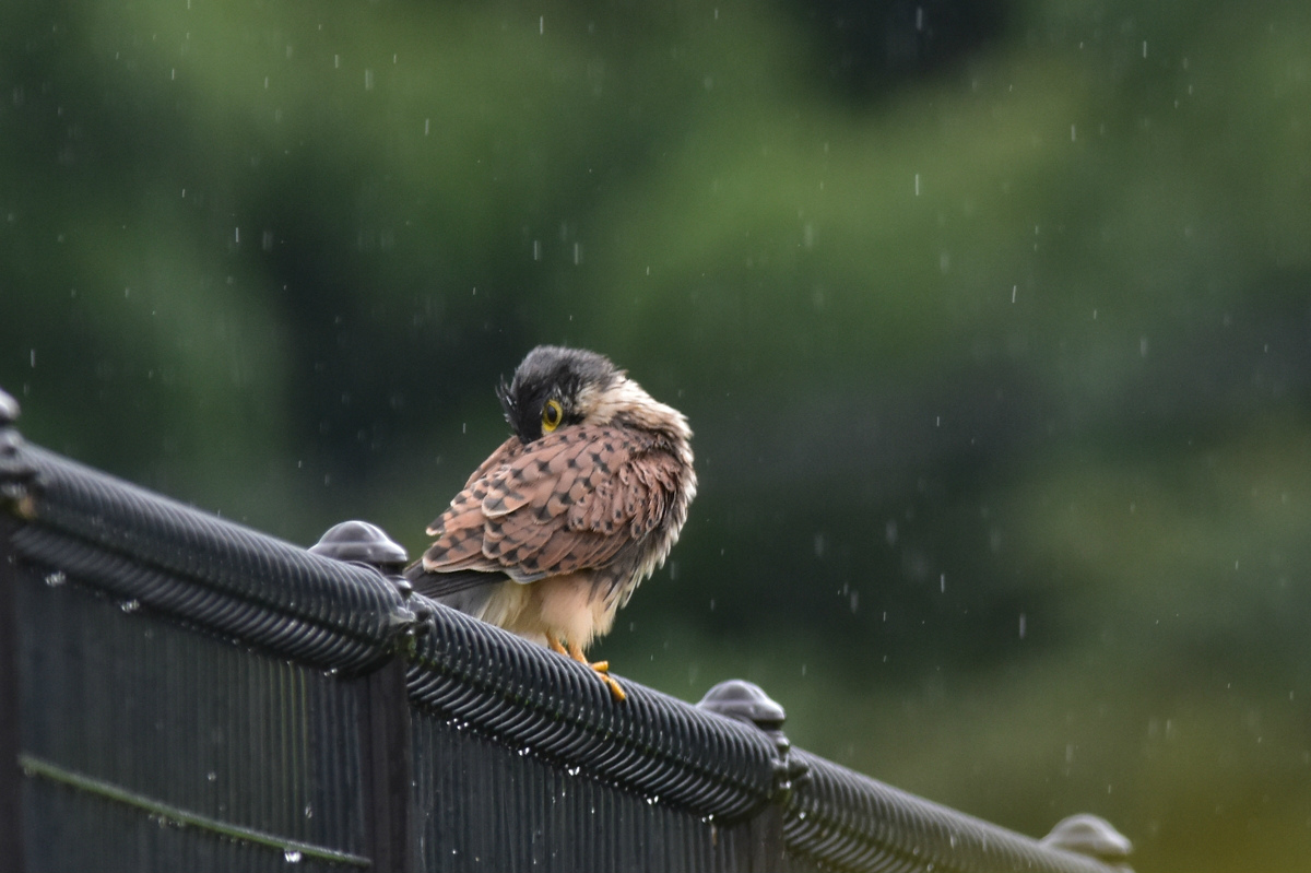 チョウゲンボウ 土砂降りの雨の中でエンジェルポーズ_f0053272_22213544.jpg